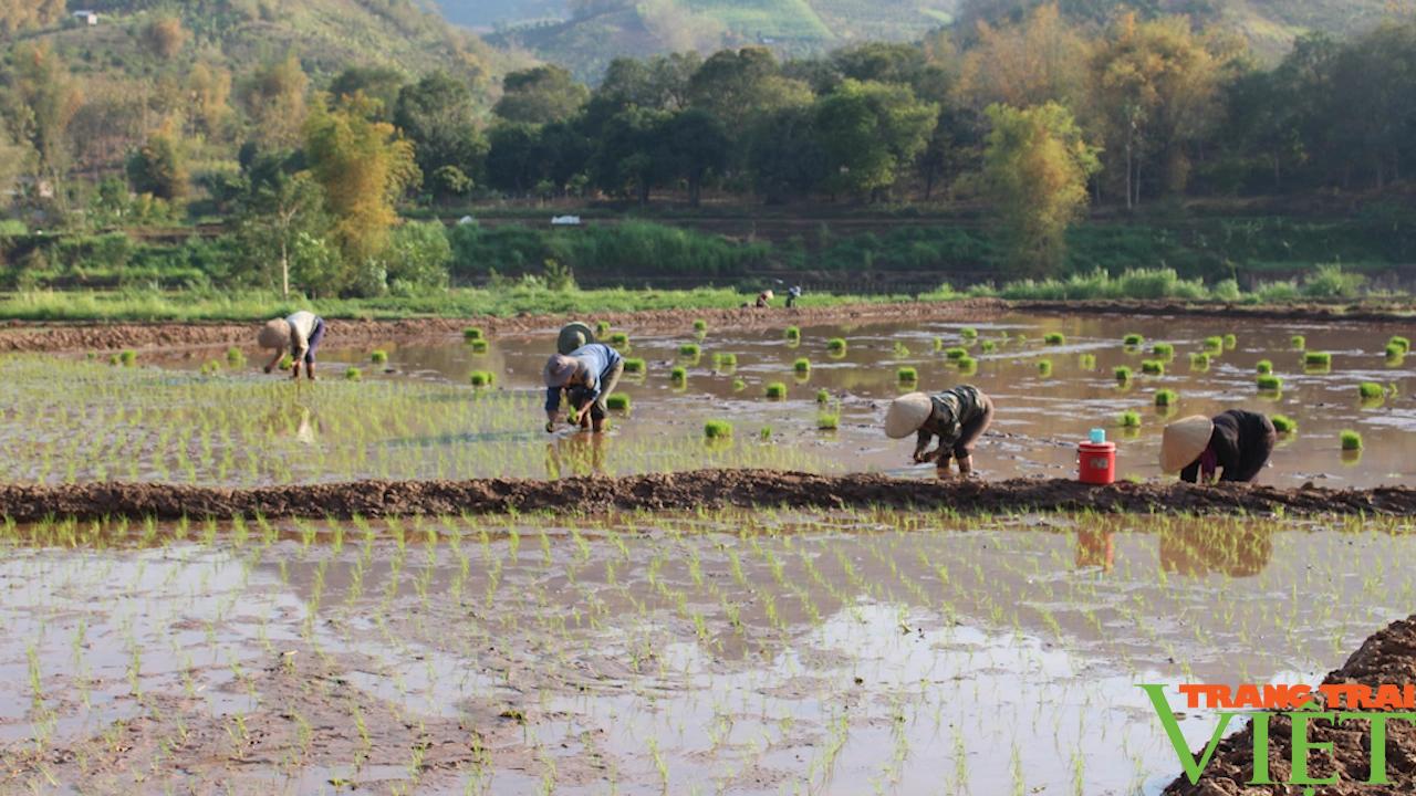 Nông dân Yên Châu tất bật xuống ruộng cấy lúa xuân- Ảnh 2.