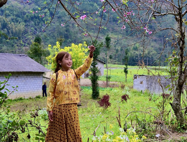 Choáng ngợp, ngất ngây mùa hoa cải Tây Bắc dịp đầu xuân