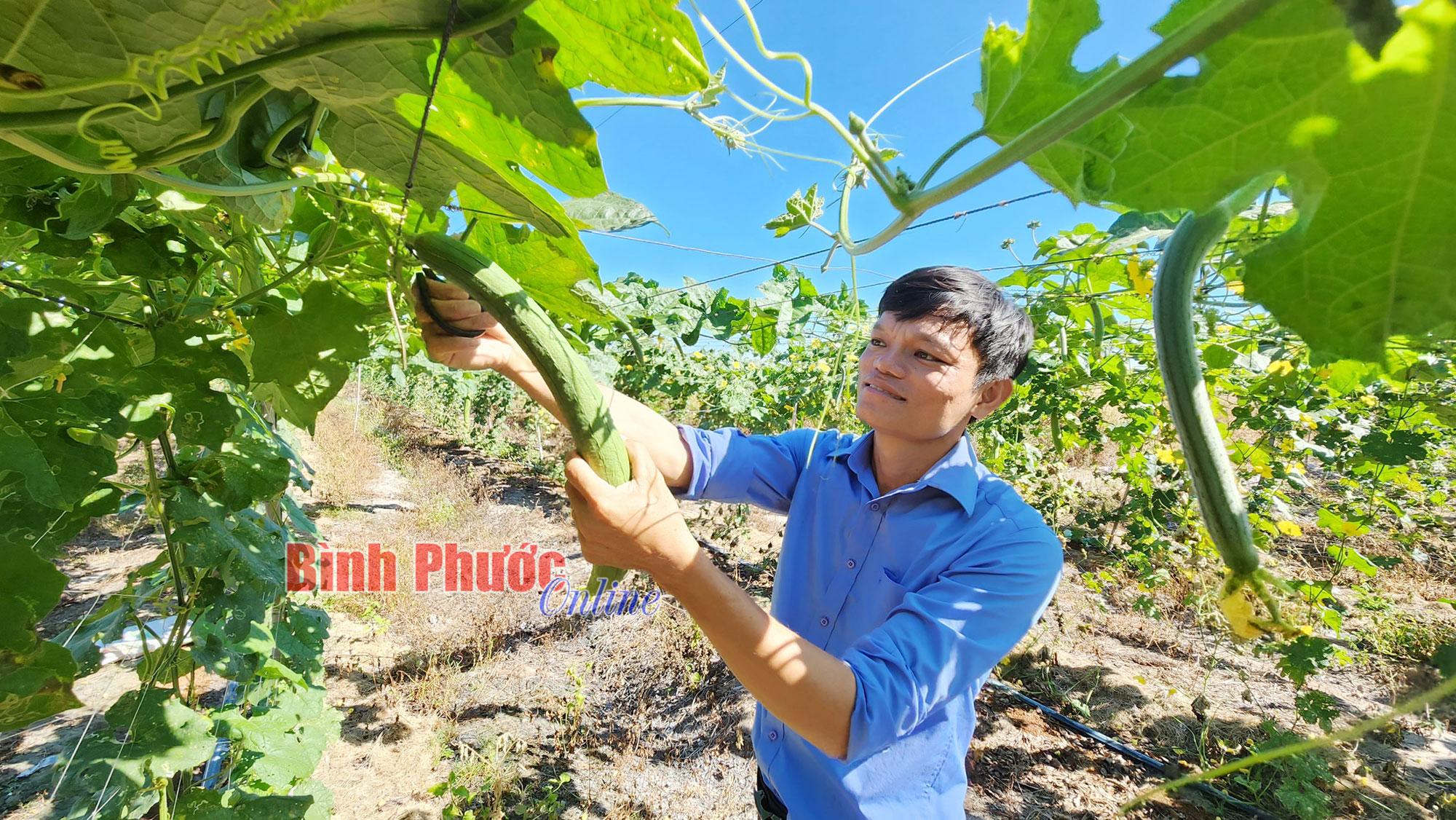 Trồng loại quả lúc non làm rau, già đơ thì bán xơ cho khách Hàn, Nhật, anh nông dân lãi 300 triệu đồng/năm- Ảnh 1.