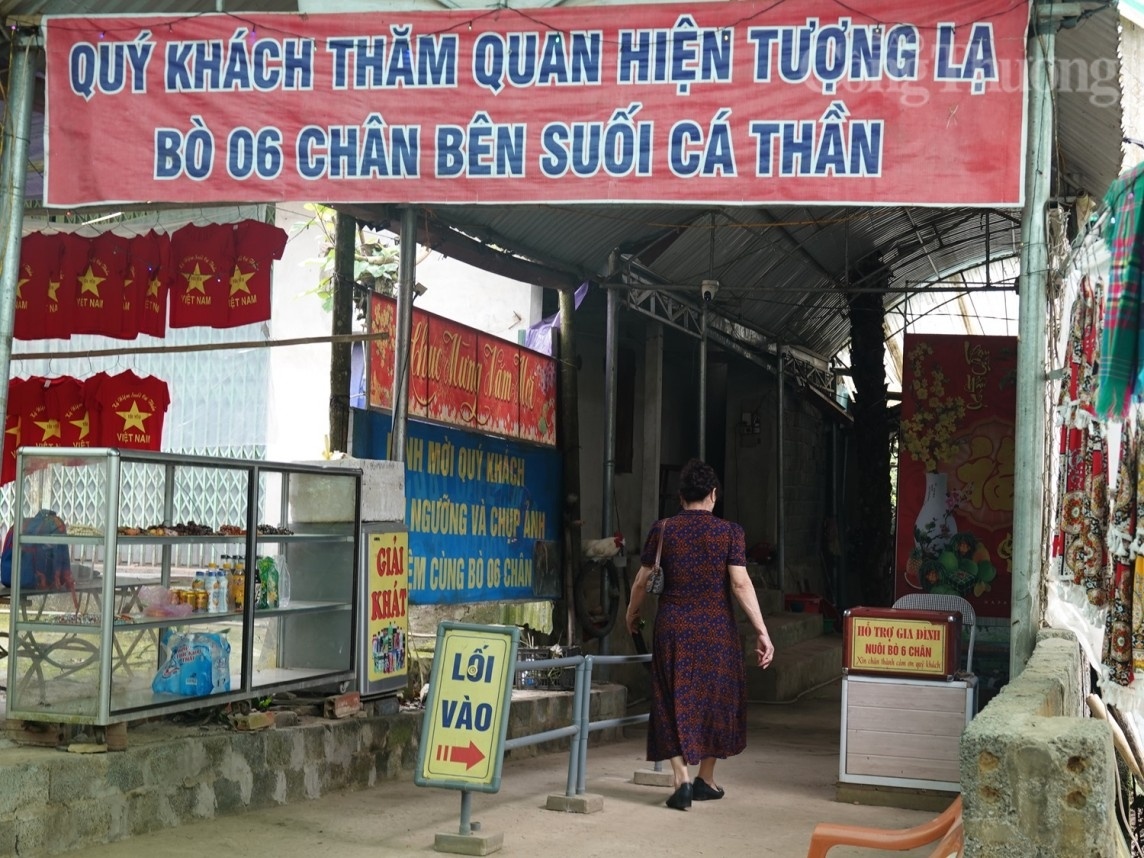 Thanh Hóa: Bò đột biến 6 chân, 2 đuôi, khách du lịch trả giá 5 tỷ đồng