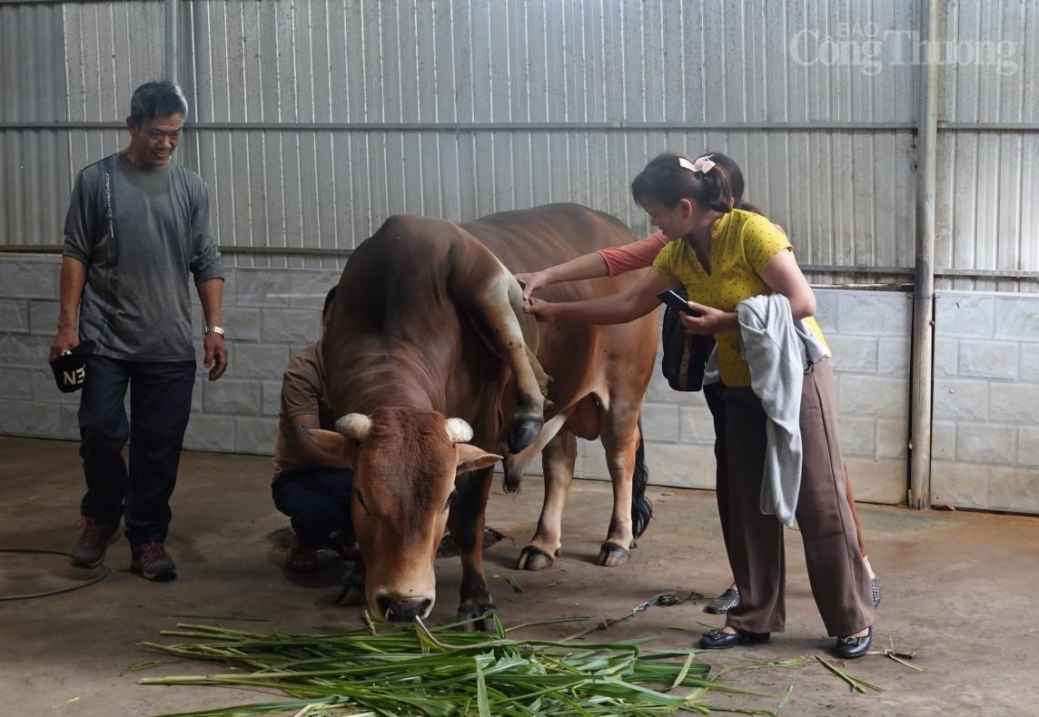 Thanh Hóa: Bò đột biến 6 chân, 2 đuôi, khách du lịch trả giá 5 tỷ đồng