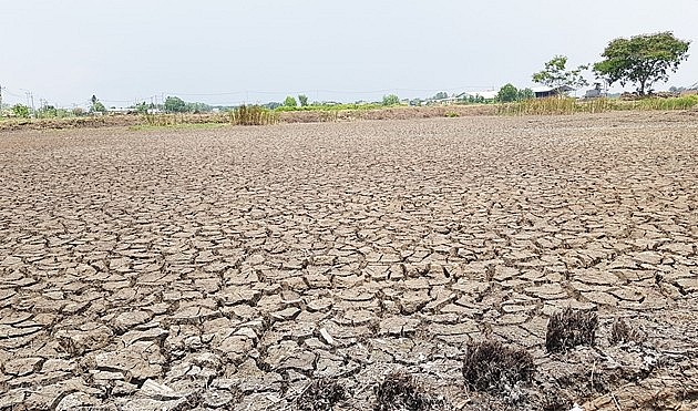 Các địa phương ở Đồng bằng sông Cửu Long đã chủ động các phương án ứng phó với hạn, xâm nhập mặn.