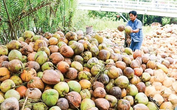 Giá nông sản hôm nay ngày 28/5: Tiêu có cơ hội trở lại CLB tỷ USD; giá bưởi da xanh khởi sắc