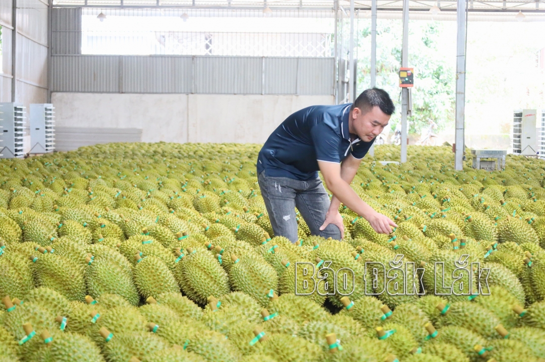 Một kho đóng gói sầu riêng xuất khẩu sang thị trường Trung Quốc trên địa bàn huyện Krông Pắc.