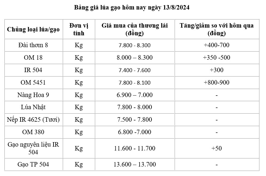 Giá lúa gạo hôm nay ngày 13/8/2024: Giá lúa bật tăng trở lại từ 200 - 400 đồng/kg