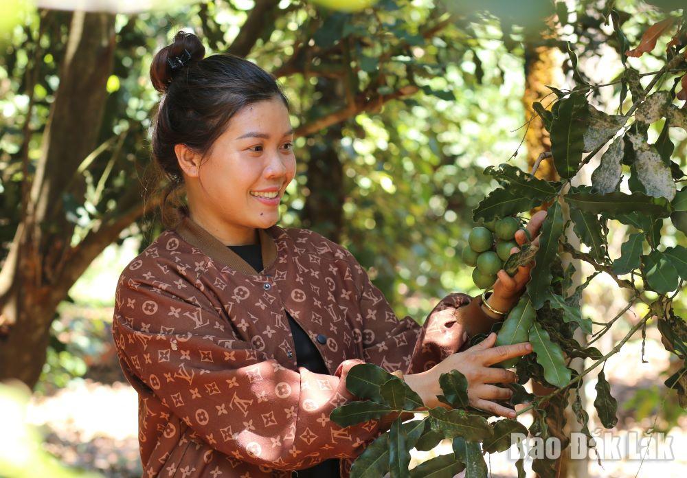 Krông Năng là huyện trọng điểm về cây macca của tỉnh Đắk Lắk.  (Ảnh: Thế Hùng)