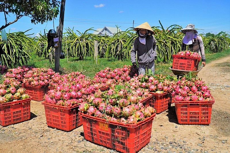 “Bắt bệnh” nông sản Việt vẫn đang đối diện với bài toán không ổn định?