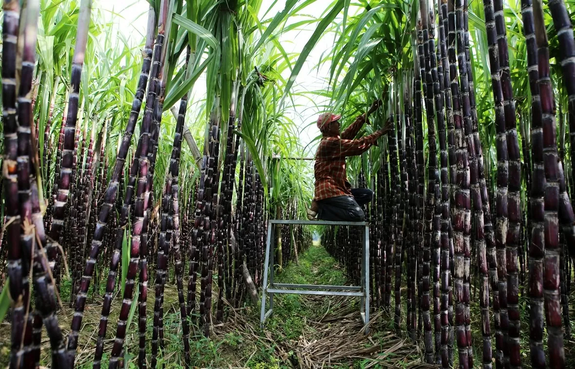 Nông dân xã Quảng Phú (Quảng Điền, Thừa Thiên-Huế) chăm sóc cây mía. (Ảnh: Hồ Cầu/TTXVN)