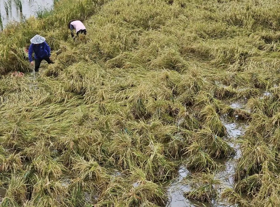 ông dân phải gom lúa buộc lại thành từng chùm để bông lúa không bị ngập nước, tránh thiệt hại. ông dân phải gom lúa buộc lại thành từng chùm để bông lúa không bị ngập nước, tránh thiệt hại.