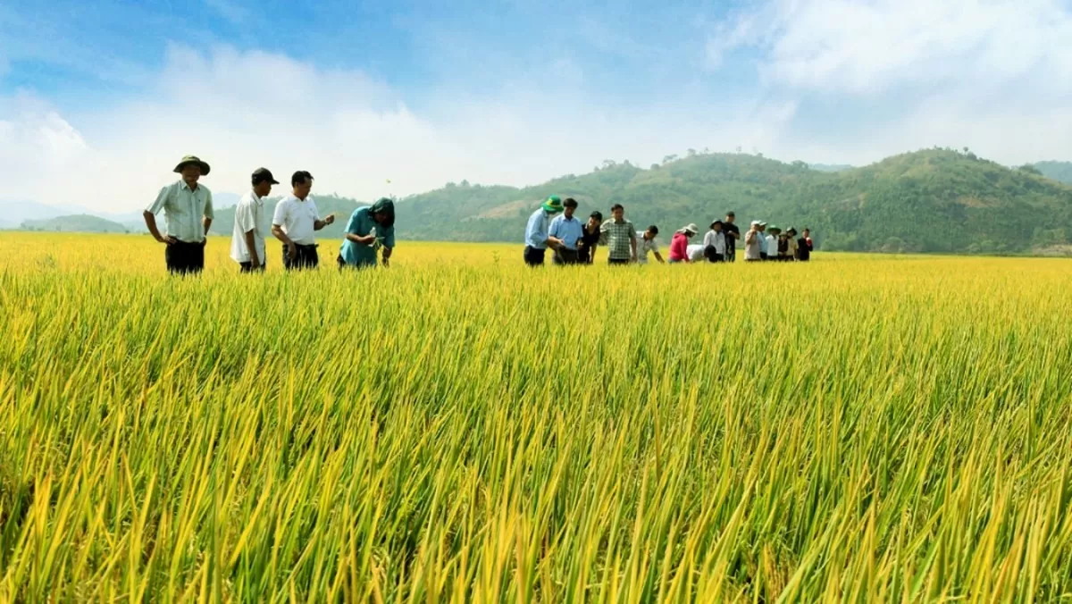 Giá lúa gạo hôm nay 27/9: Giá lúa gạo hôm nay 27/9: