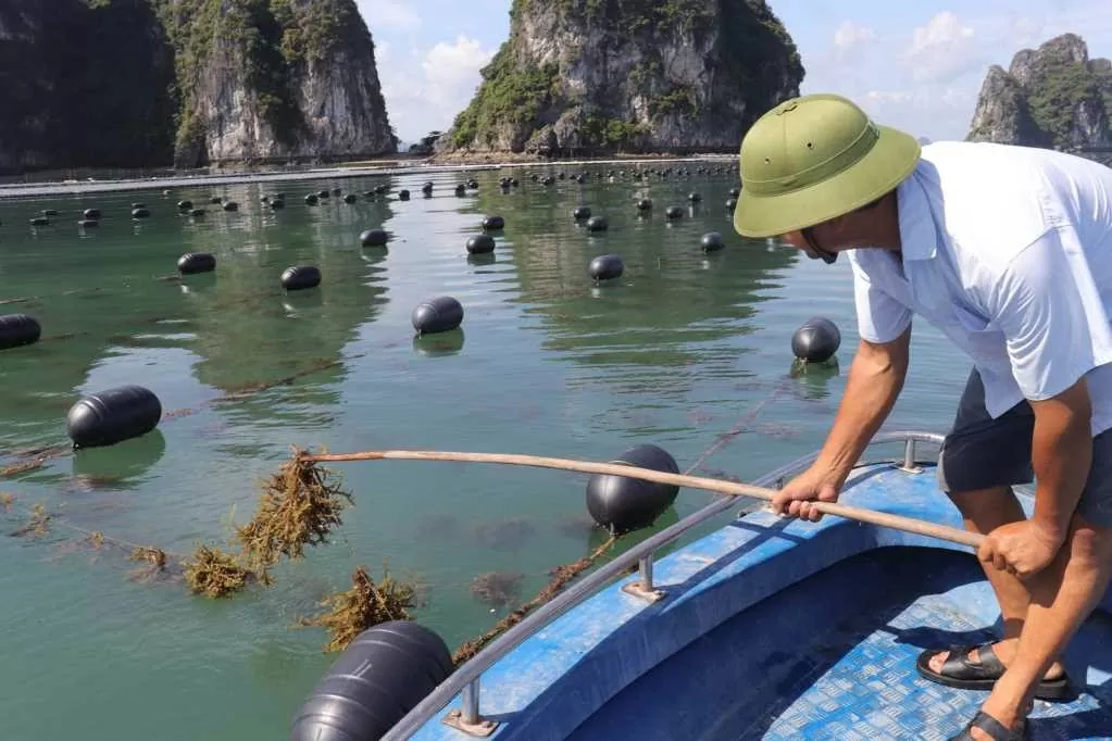 Tỉnh Quảng Ninh: Đẩy mạnh hỗ trợ, nâng tầm hợp tác xã Tỉnh Quảng Ninh: Đẩy mạnh hỗ trợ, nâng tầm hợp tác xã