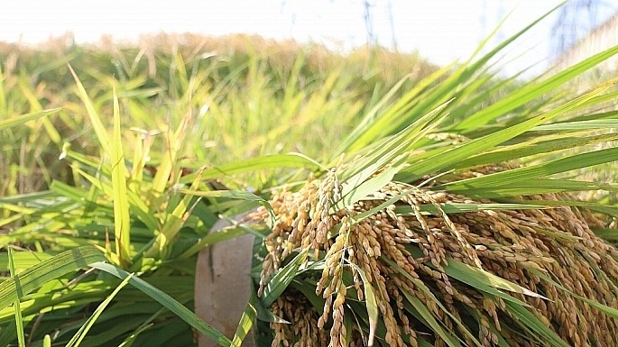 Giá lúa gạo hôm nay 8/11/2024: Giá lúa gạo hôm nay 8/11/2024: