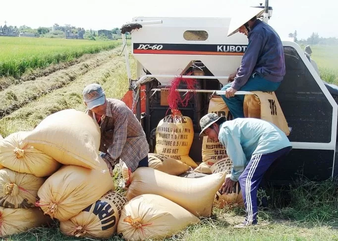 Giá lúa gạo hôm nay ngày 21/11: Lượng về ít giá gạo vững, lúa mới chào bán giá cao Giá lúa gạo hôm nay ngày 21/11: Lượng về ít giá gạo vững, lúa mới chào bán giá cao
