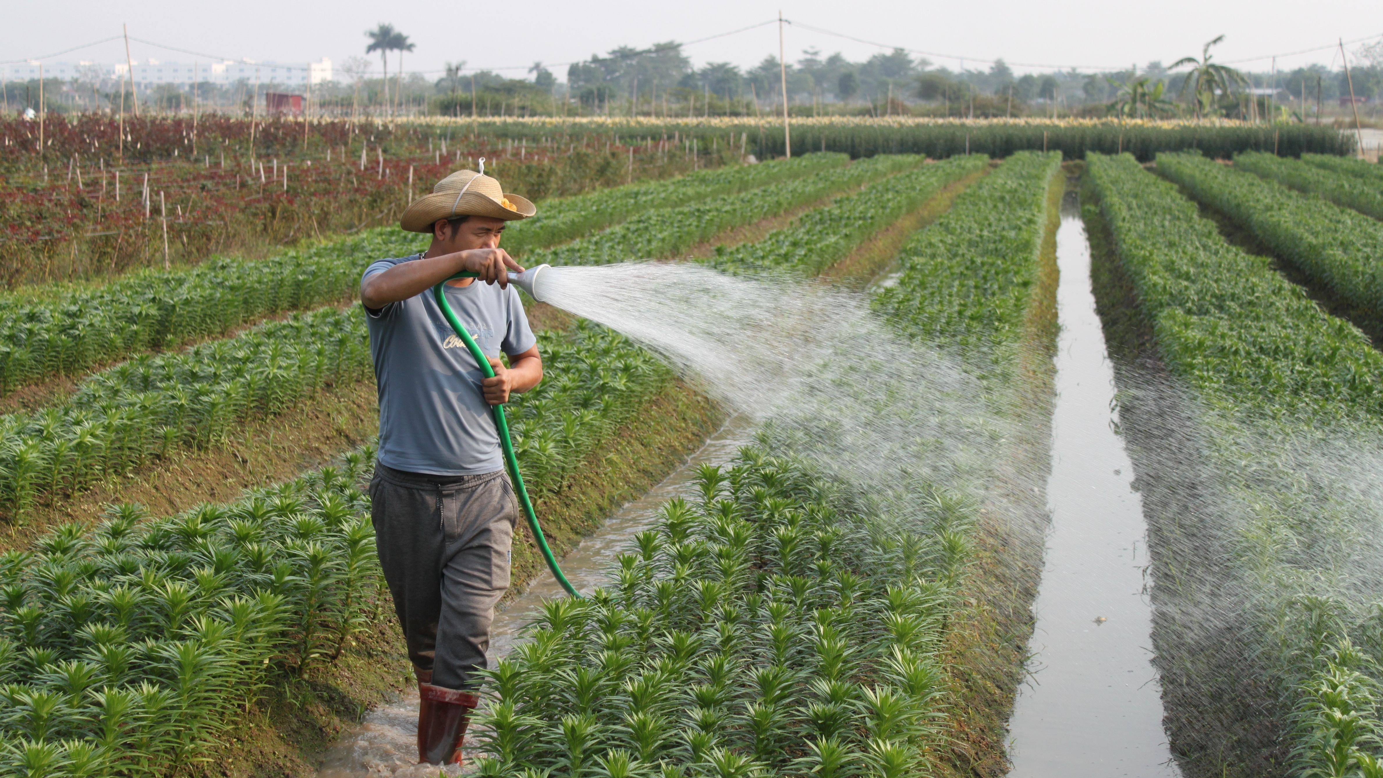 Người nông dân tưới tiêu chờ hoa nở dịp Tết Nguyên đán