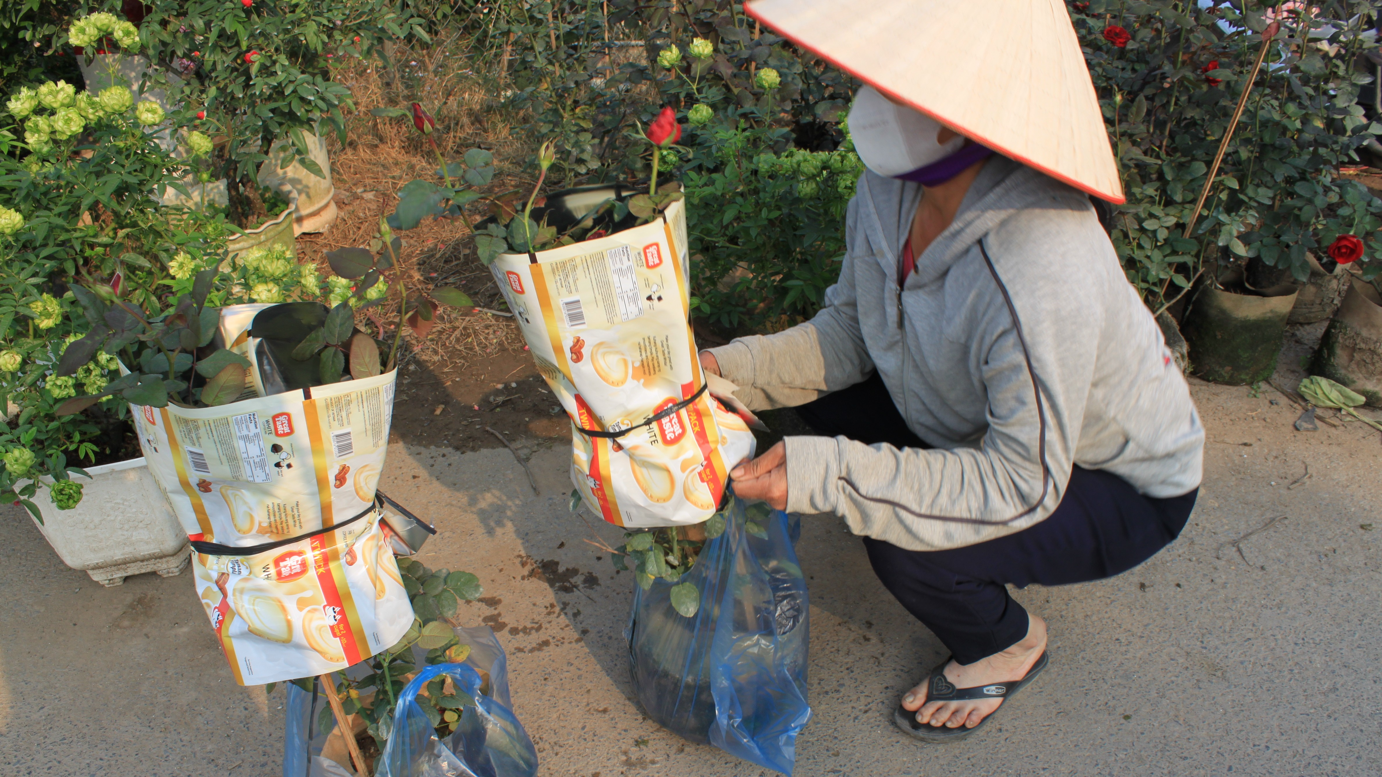 Người bán hàng đóng gói hoa chuẩn bị xuất vườn qua các tỉnh phục vụ thị trường tiêu dùng.