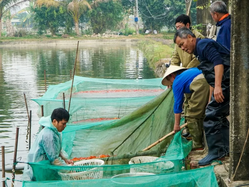 làng cá chép đỏ thanh hóa