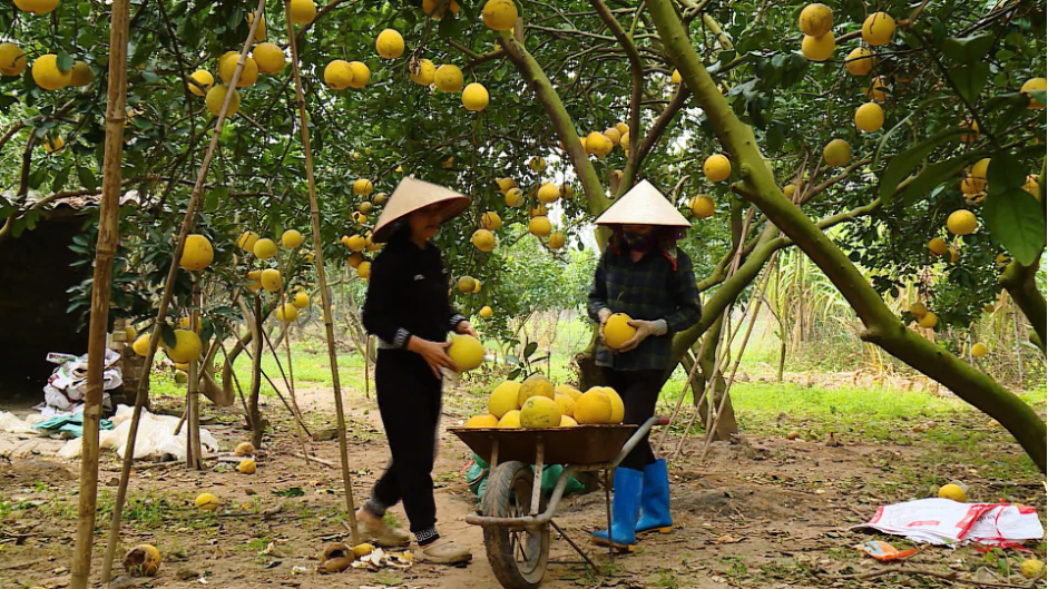 Nhiều người dân đã đặt mua bưởi Diễn để về thắp hương, ăn tết hoặc làm quà biếu người thân, bạn bè, đồng nghiệp