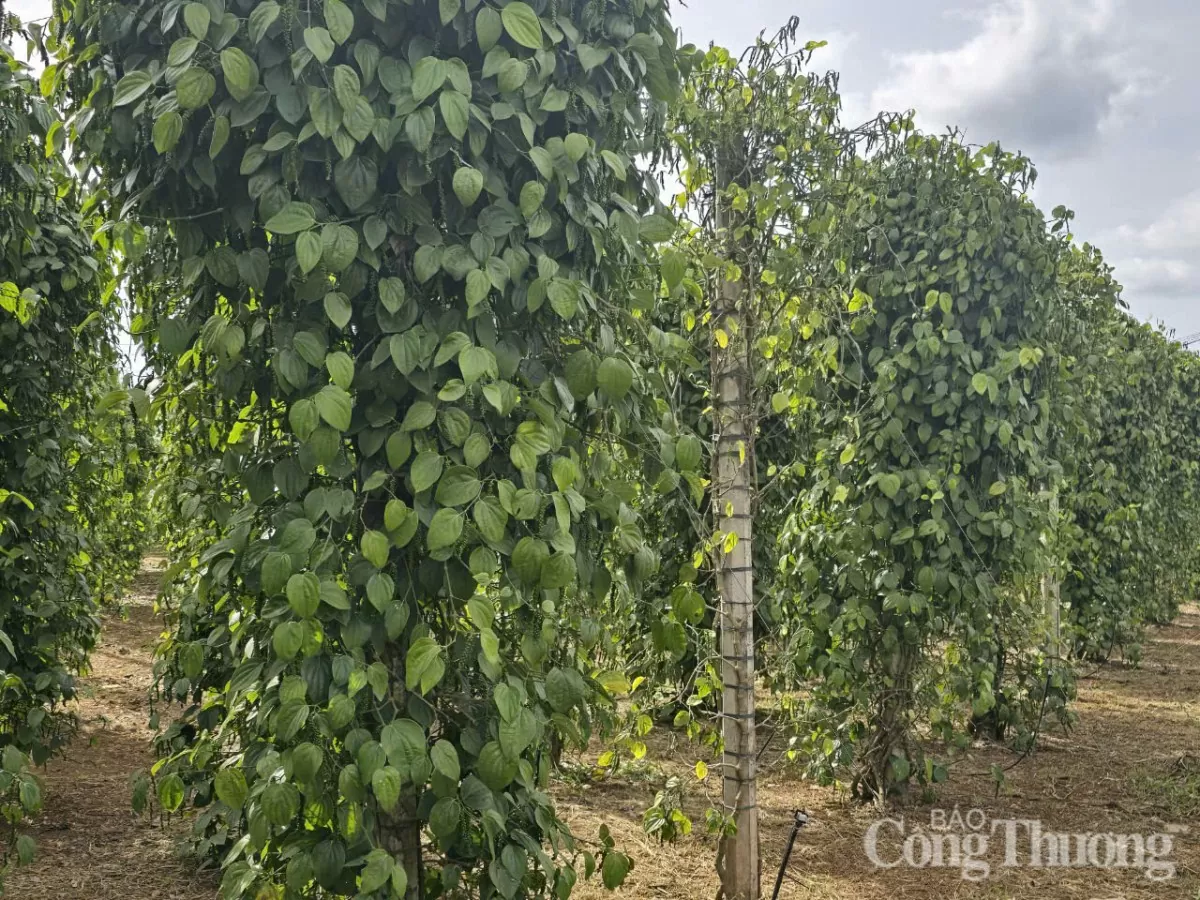 Giá tiêu hôm nay 19/3/2025 trong nước tăng đều Giá tiêu hôm nay 19/3/2025 trong nước duy trì đà tăng