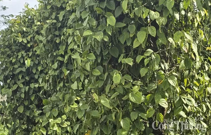 Giá tiêu hôm nay 24/3/2025 trong nước Giá tiêu hôm nay 24/3/2025 trong nước duy trì mức cao