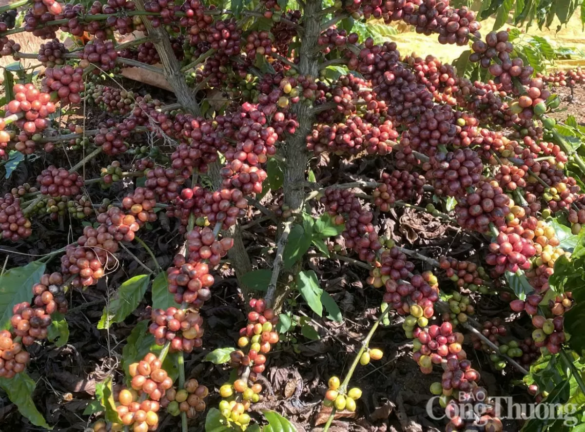 Giá cà phê hôm nay 24/3/2025 thị trường Giá cà phê hôm nay 24/3/2025 thị trường