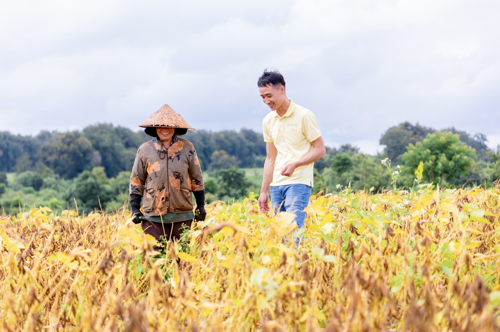 Vụ mới bắt đầu trên “cánh đồng đạm tự nhiên” ở Cư Jút