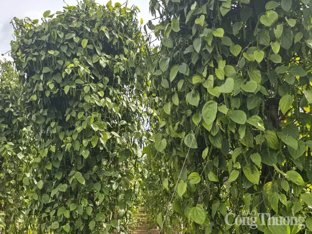 Giá tiêu hôm nay 18/4/2025, trong nước cao nhất 159.000 đồng/kg