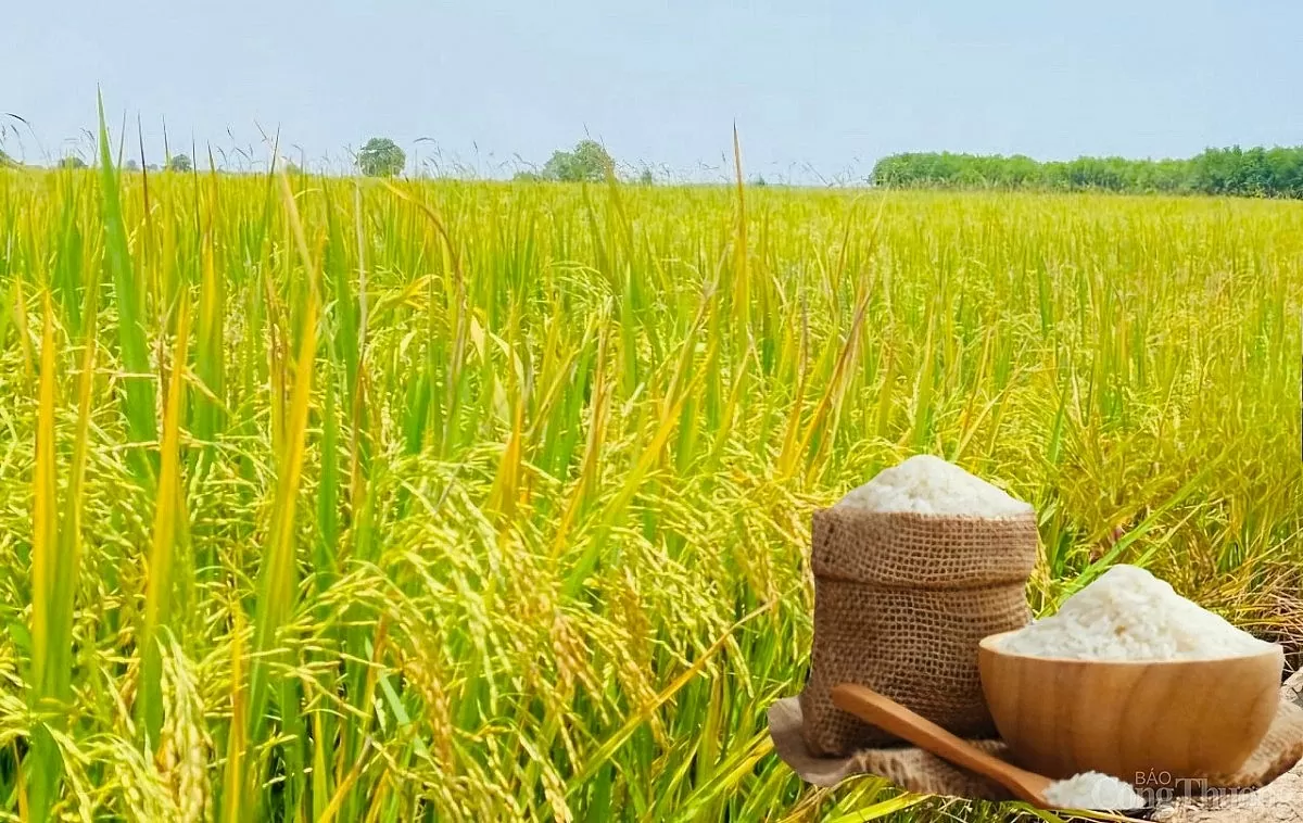 Giá lúa gạo hôm nay ngày 21/4: Biến động trái chiều