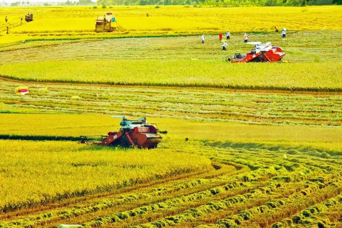 Cần Thơ hợp nhất: Cơ hội bứt phá cho ngành chế biến nông sản