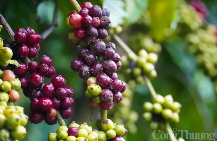 Giá cà phê Robusta giảm 2,32% về 5.010 USD/tấn