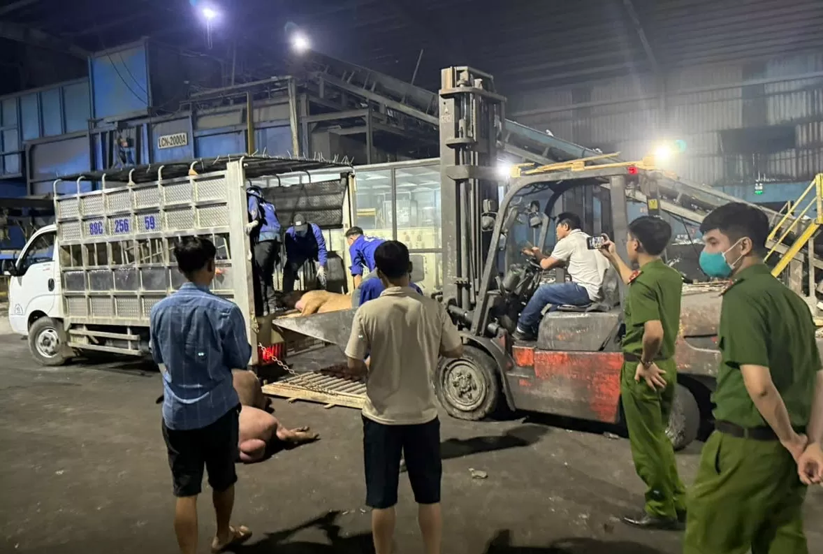 Vĩnh Phúc xử lý hơn 1 tấn thịt lợn không đảm bảoantoànthựcphẩm Vĩnh Phúc xử lý hơn 1 tấn thịt lợn không đảm bảoantoànthựcphẩm