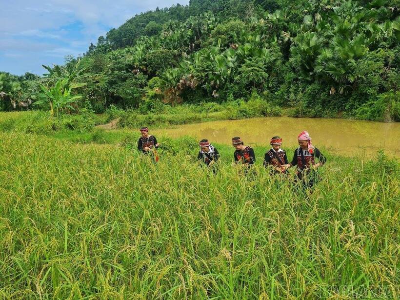 Tết cơm mới của người Xa Phó - Lào Cai là một hoạt động truyền thống văn hóa mang ý nghĩa cảm tạ mẹ lúa và tổ tiên. Ảnh: CTTĐTLC