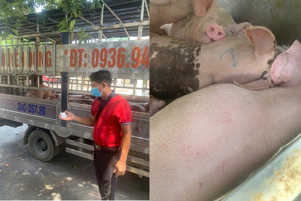 Xe tải chở theo 1,6 tấn lợn nhiễm dịch tả lợn châu Phi bị lực lượng công an phát hiện. Ảnh: Công an tỉnh Phú Thọ