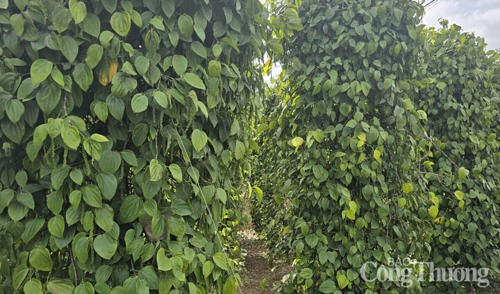 Những vườn tiêu xanh tốt được trồng ở Gia Lai