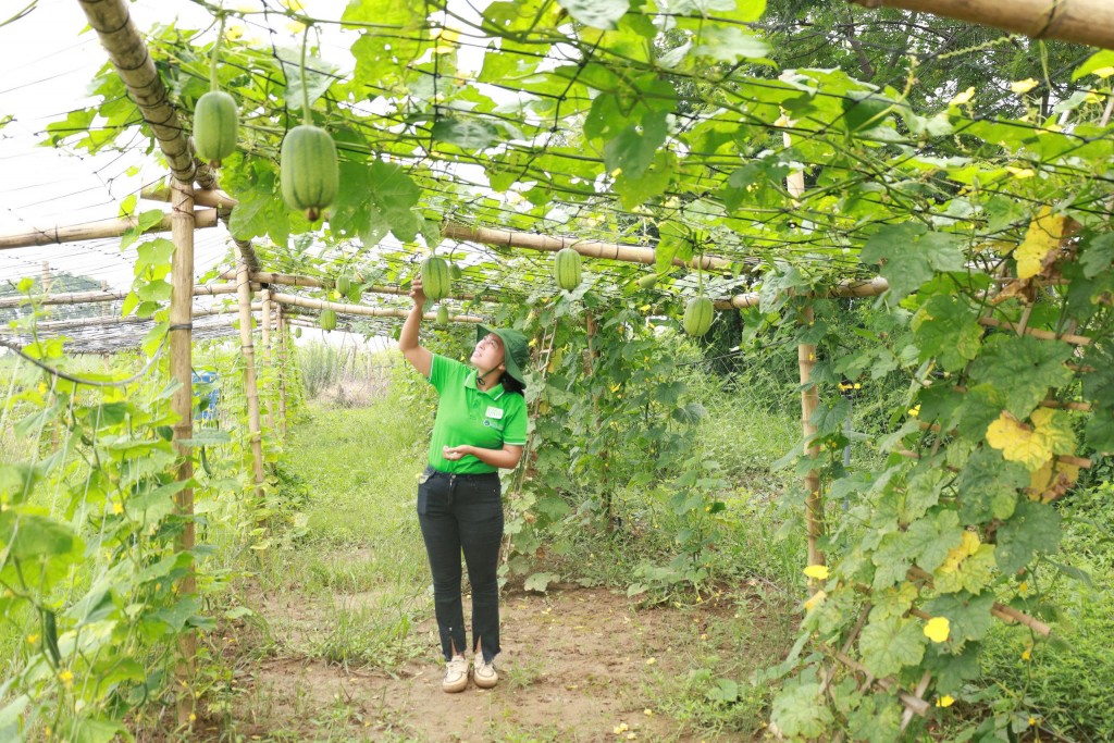 Xã đảo Minh Châu tập trung nguồn lực phát triển kinh tế, xã hội