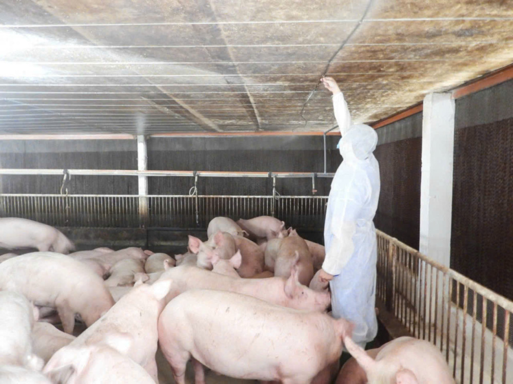 Chủ động ứng phó với dịch tả heo châu Phi