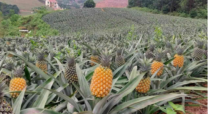 Việt Nam xếp thứ 11 thế giới về sản lượng dứa. Ảnh minh họa