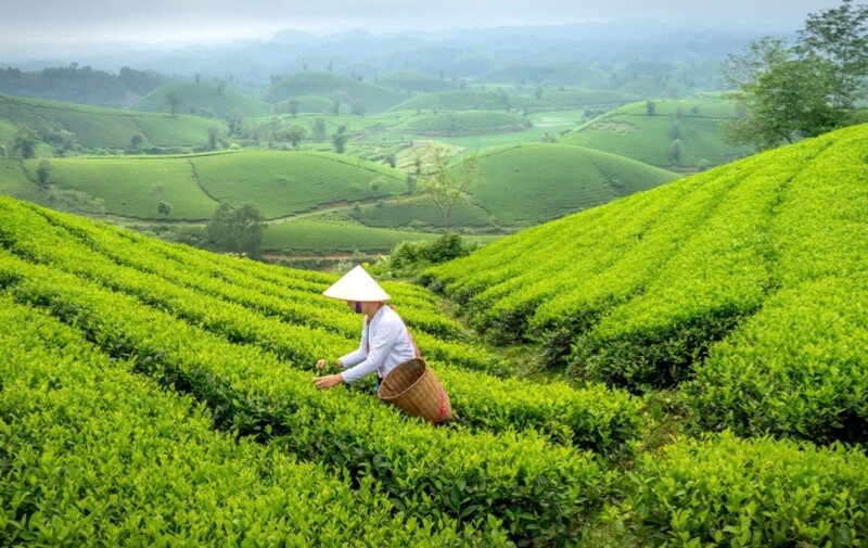 Trên những triền núi cao, người H’Mông vẫn cặm cụi trồng rau theo mùa. Ảnh: Làng nghề Việt Nam