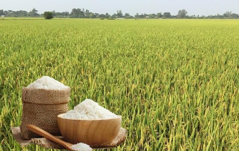 Giá lúa gạo hôm nay ngày 20/8: Gạo xuất khẩu tăng giảm trái chiều, lúa tươi vững giá. Ảnh: Thanh Minh.