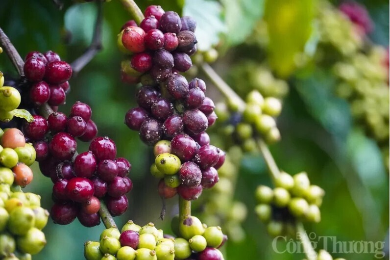 Giá cà phê Robusta cũng tăng gần 16%, đạt 4.866 USD/tấn, mức cao nhất trong hơn ba tháng qua.