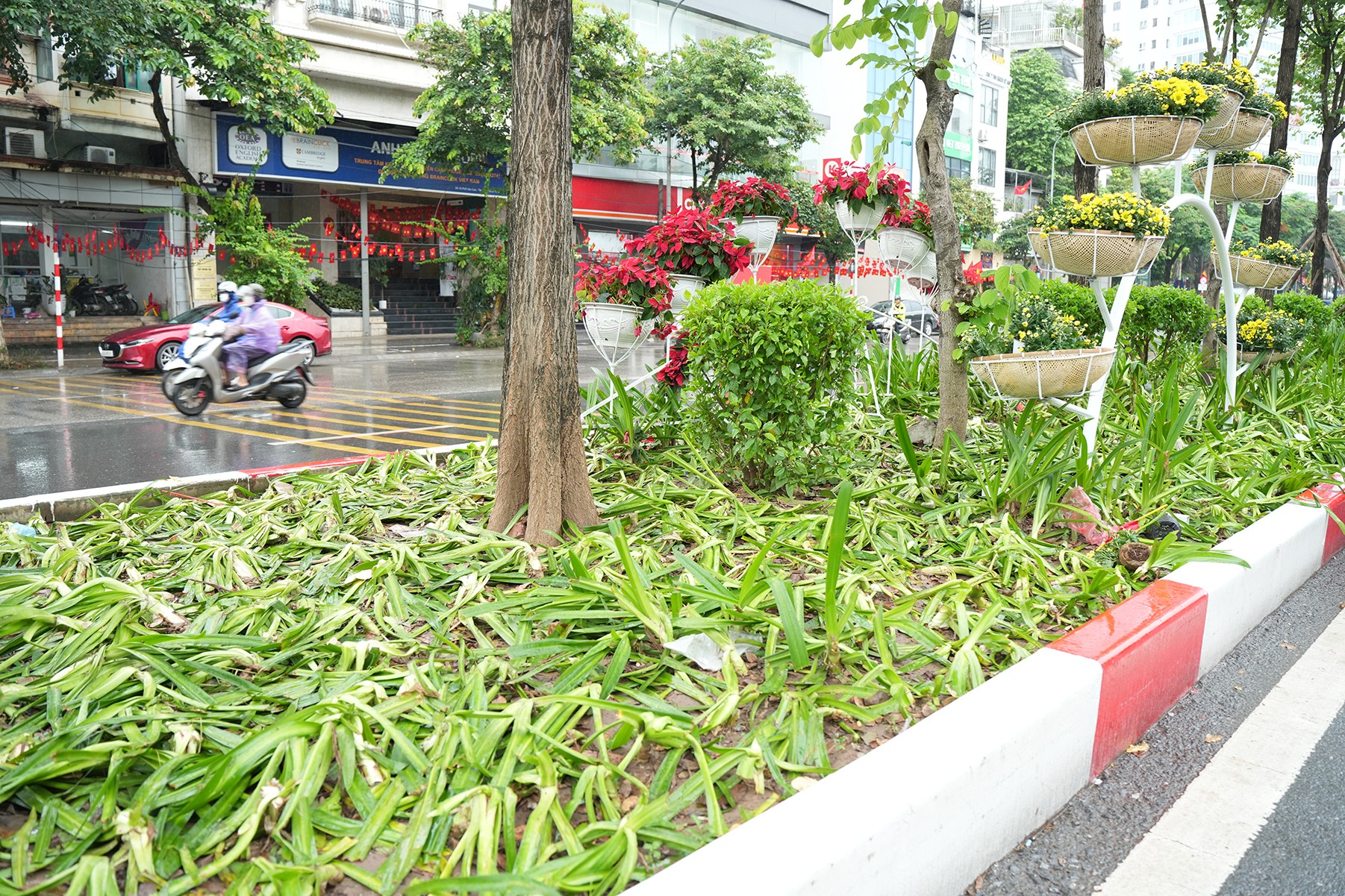 Rất nhiều thảm thực vật tại dải phân cách đường Văn Cao bị dập nát, hư hỏng nghiêm trọng Rất nhiều thảm thực vật tại dải phân cách đường Văn Cao bị dập nát, hư hỏng nghiêm trọng