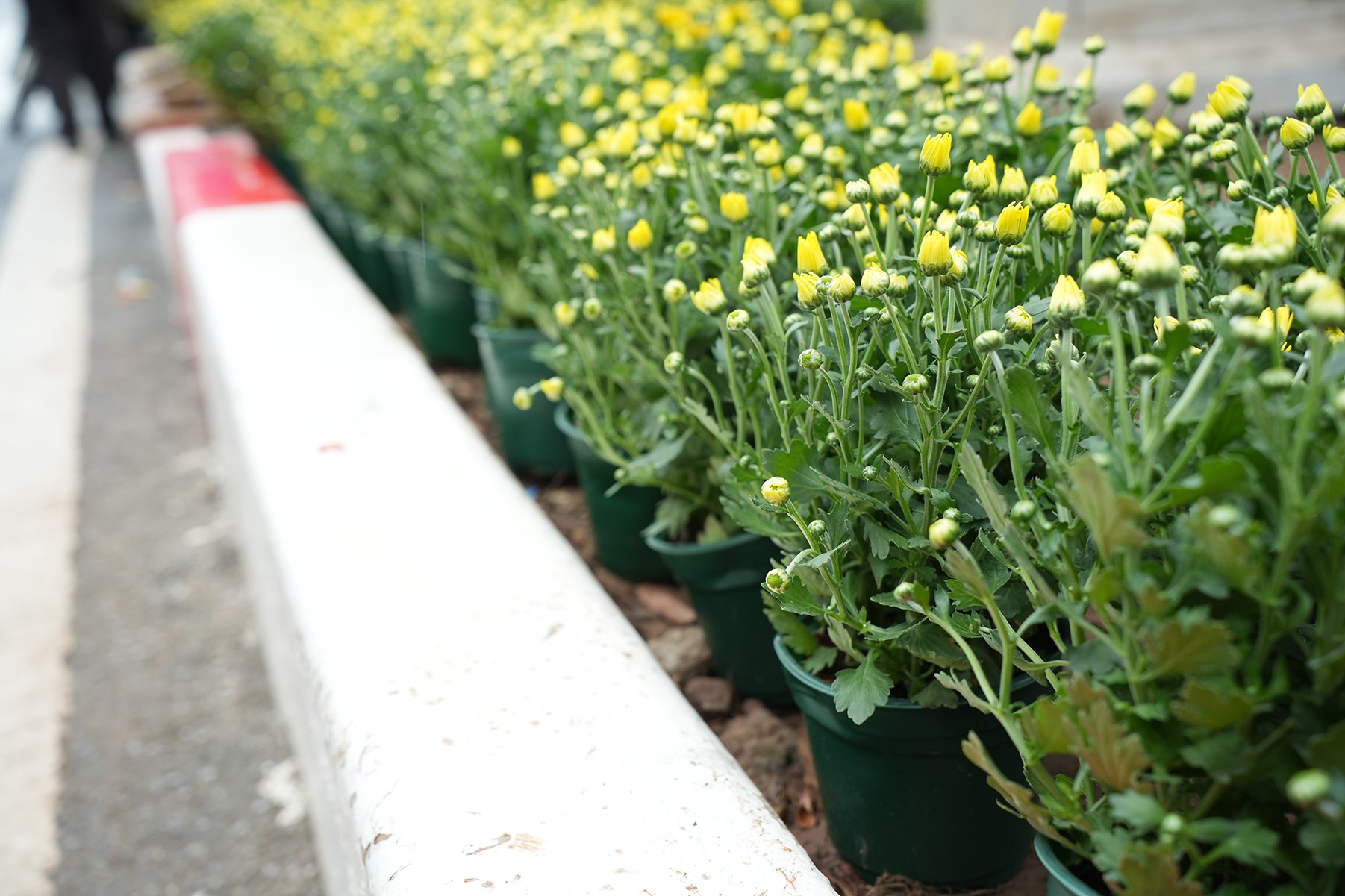 Những chậu hoa mới được trồng bổ sung kịp thời để trang hoàng phố phường dịp Lễ Quốc khánh Những chậu hoa mới được trồng bổ sung kịp thời để trang hoàng phố phường dịp Lễ Quốc khánh