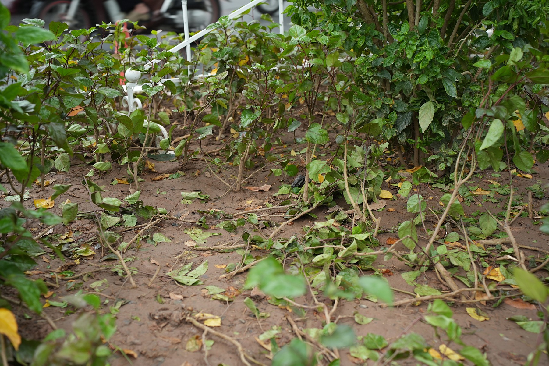 Nhiều thảm thực vật bị dẫm đạp không thể khôi phục được Nhiều thảm thực vật bị dẫm đạp không thể khôi phục được