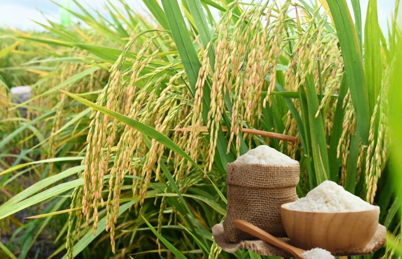 Giá lúa gạo ngày hôm nay 25/8: Gạo nguyên liệu xuất khẩu đảo chiều, lúa có xu hưởng giảm. Ảnh: Thanh Minh.