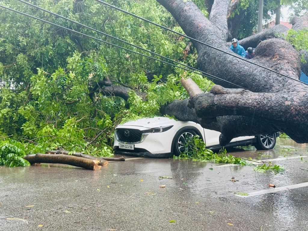 Cây xanh bật gốc đổ đè 2 xe ô tô ở ngã tư Trần Phú – Chu Văn An Cây xanh bật gốc đổ đè 2 xe ô tô ở ngã tư Trần Phú – Chu Văn An