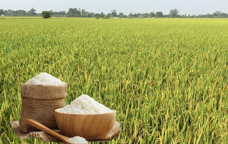 Giá lúa gạo hôm nay ngàu 26/8: Gạo nguyên liệu xuất khẩu tiếp đà giảm mạnh, lúa tươi chững giá. Ảnh: Thanh Minh.