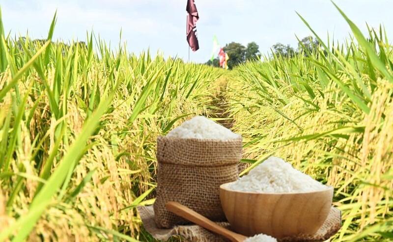 Giá lúa gạo hôm nay ngày 28/8: Lúa tươi vững giá, gạo xuất khẩu đi ngang. Ảnh: Thanh Minh.