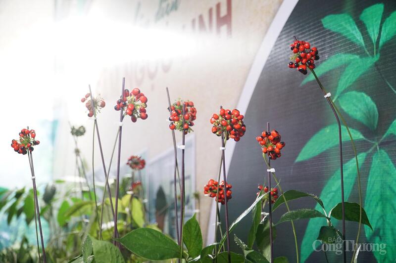 Sâm Ngọc Linh tại Hội chợ Công Thương và OCOP Quảng Ngãi năm 2025