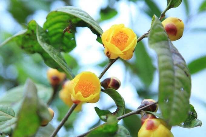Trà hoa vàng là loài cây dược liệu mang lại giá trị kinh tế cao giúp bà con dân tộc thiểu số xã Ba Chẽ, tỉnh Quảng Ninh làm giàu chính đáng trên chính quê hương. Ảnh: CTV