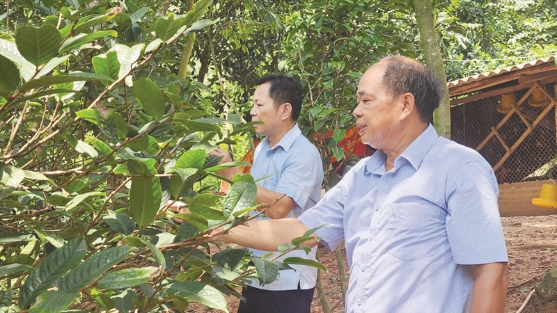 Người nông dân xã Ba Chẽ, tỉnh Quảng Ninh giới thiệu về cây trà hoa vàng. Ảnh: CTV