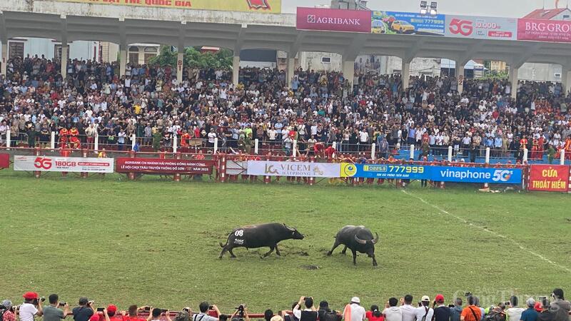 Lễ hội chọi trâu truyền thống Đồ Sơn năm 2025